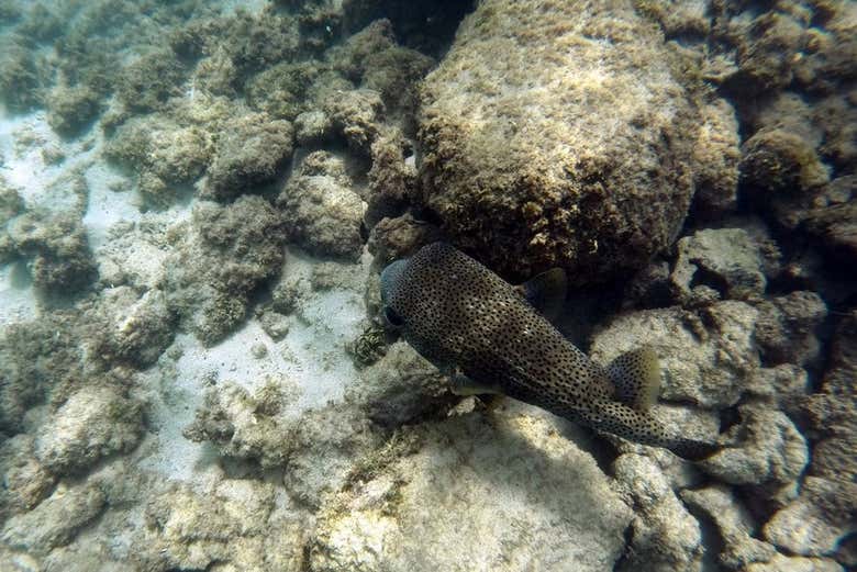 Snorkel en la playa del Escambrón