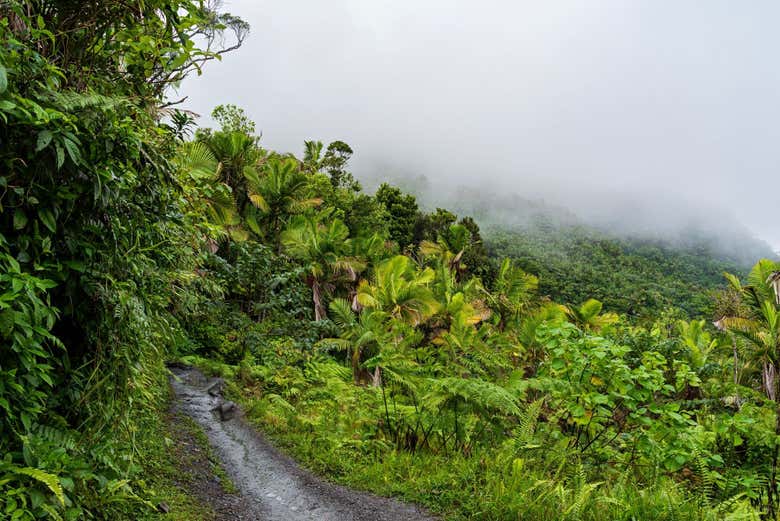 Excursión al Bosque Nacional El Yunque