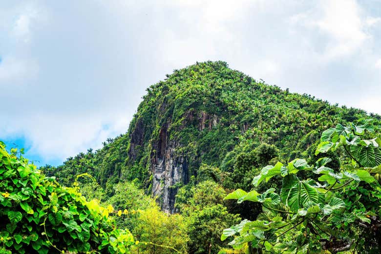 Excursión al Bosque Nacional El Yunque