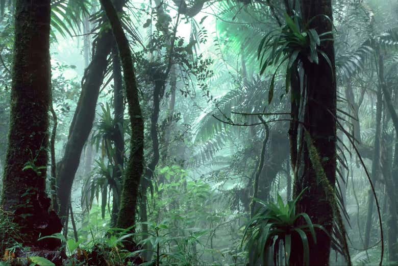 Excursión al Bosque Nacional El Yunque