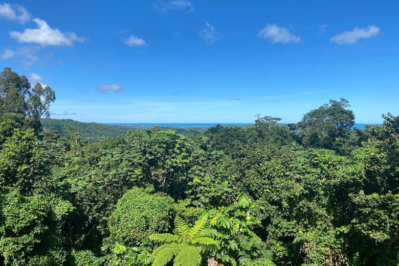 Excursión al Bosque Nacional El Yunque