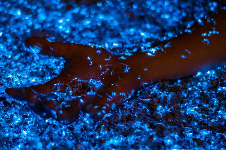 Paseo privado en barco por la bahía bioluminiscente