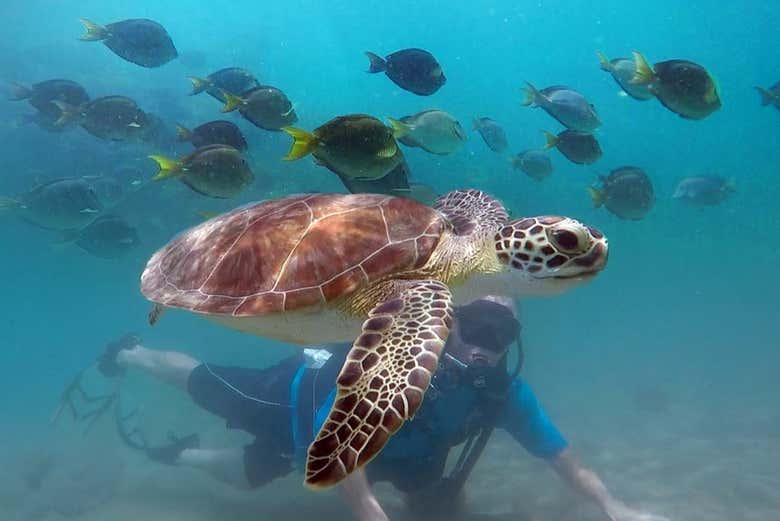 Bautismo de buceo en San Juan