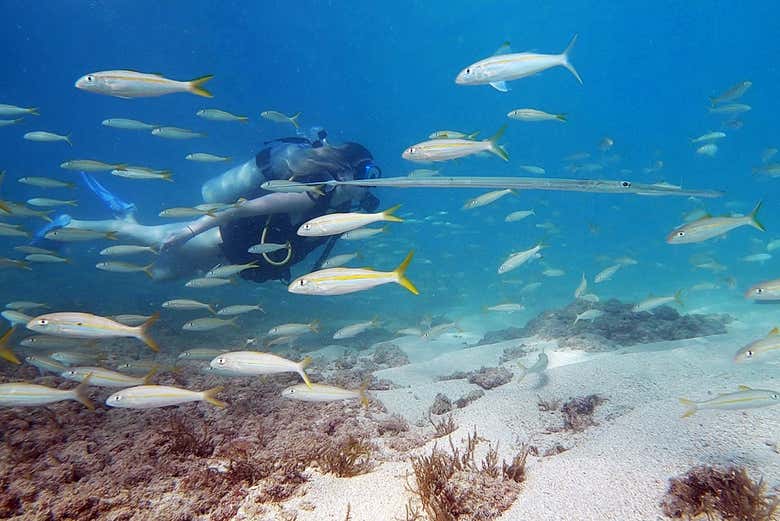 Bautismo de buceo en San Juan