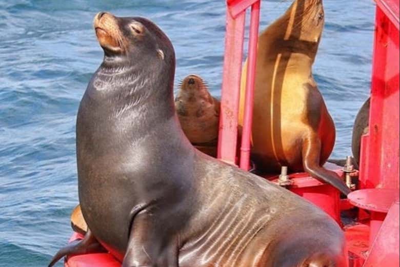 Paseo en barco por Los Ángeles