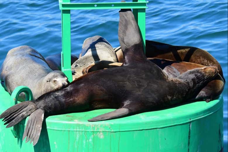 Paseo en barco por Los Ángeles