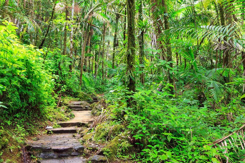 Bosque Nacional El Yunque + Bahías bioluminiscentes