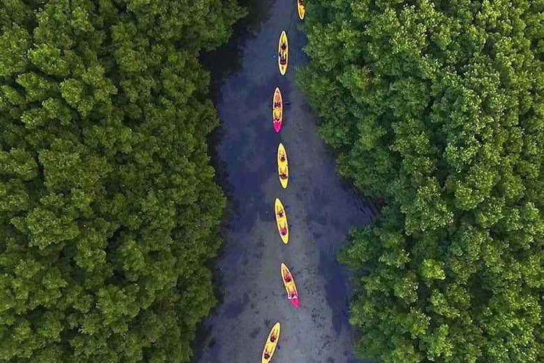 Bosque Nacional El Yunque + Bahías bioluminiscentes