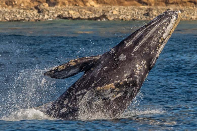 Avistamiento de ballenas en Los Ángeles