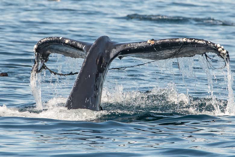 Avistamiento de ballenas en Los Ángeles
