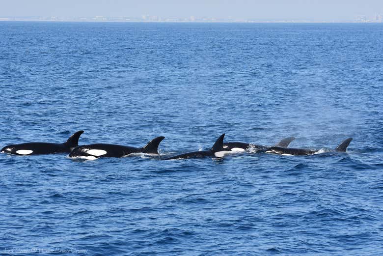 Avistamiento de ballenas en Los Ángeles