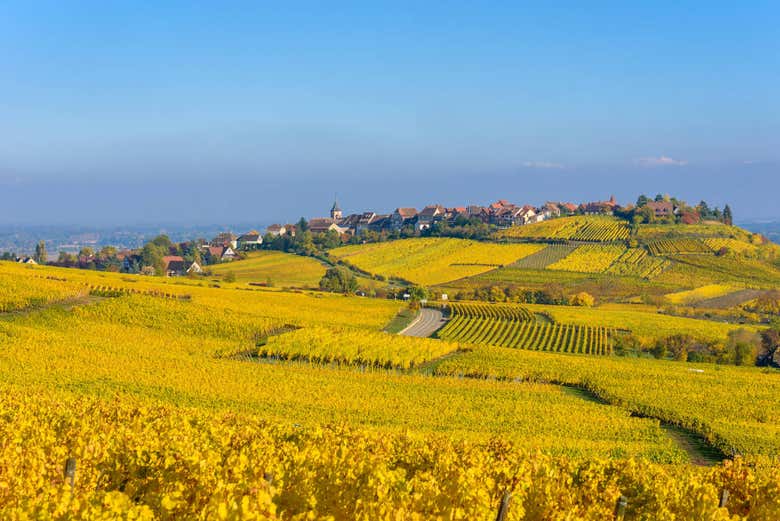 Tour por Alsacia + Castillo Haut-Koenigsbourg