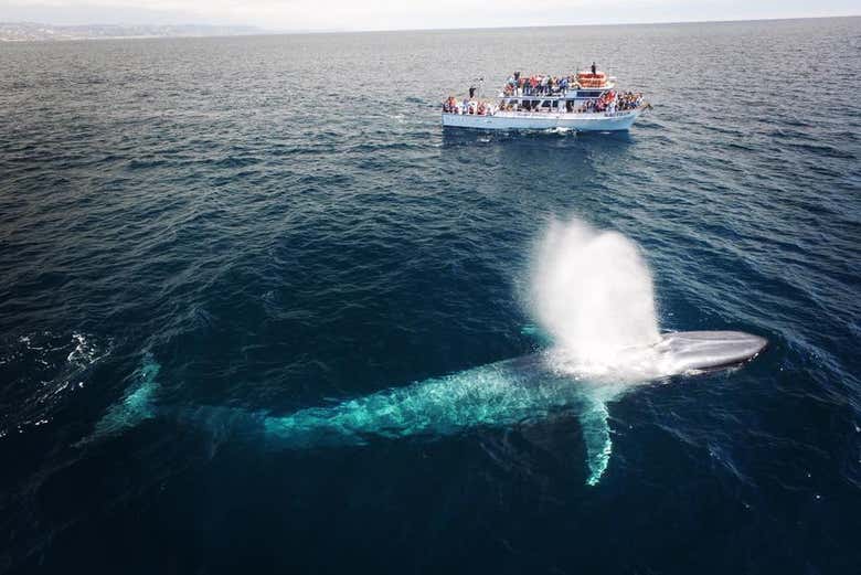 Avistamiento de ballenas y delfines en Newport Beach