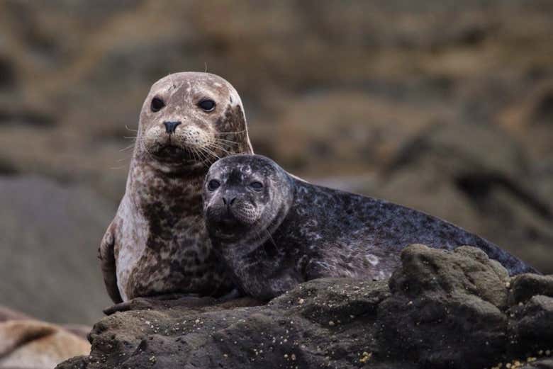 Avistamiento de ballenas y delfines en Newport Beach