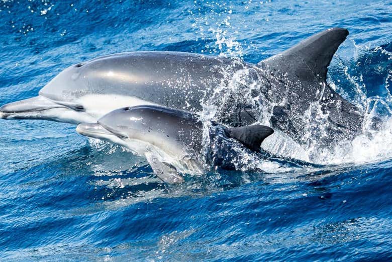 Avistamiento de ballenas y delfines en Newport Beach