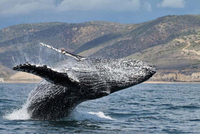 Avistamiento de ballenas y delfines en Newport Beach