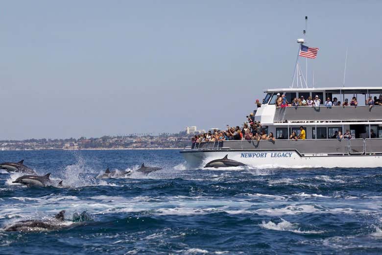Avistamiento de ballenas y delfines en Newport Beach