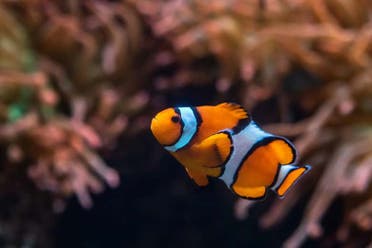 Entrada a Aquarium of The Pacific