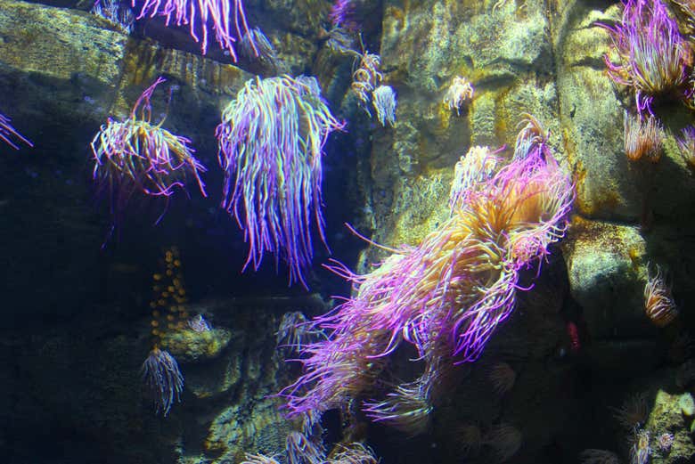 Entrada al Aquarium de París