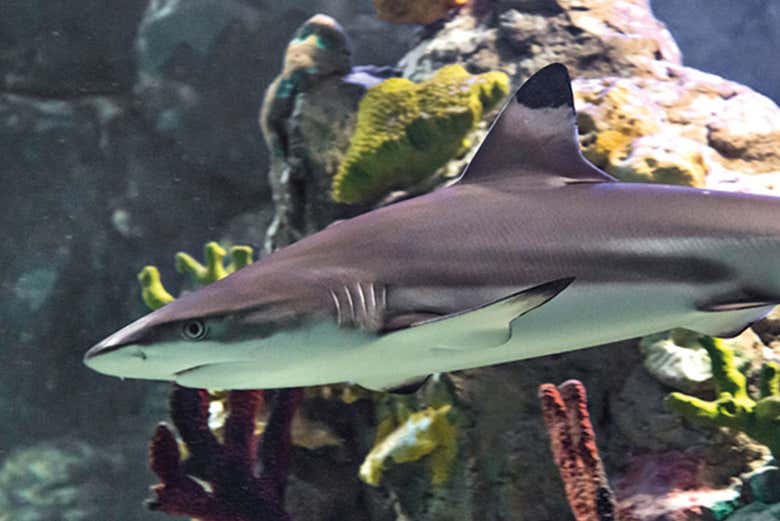Entrada a SEA LIFE® Paris