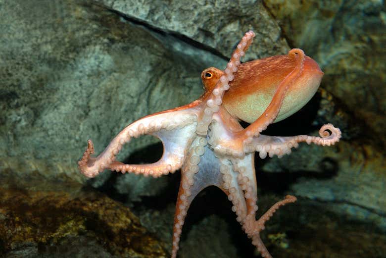 Entrada a SEA LIFE® Paris