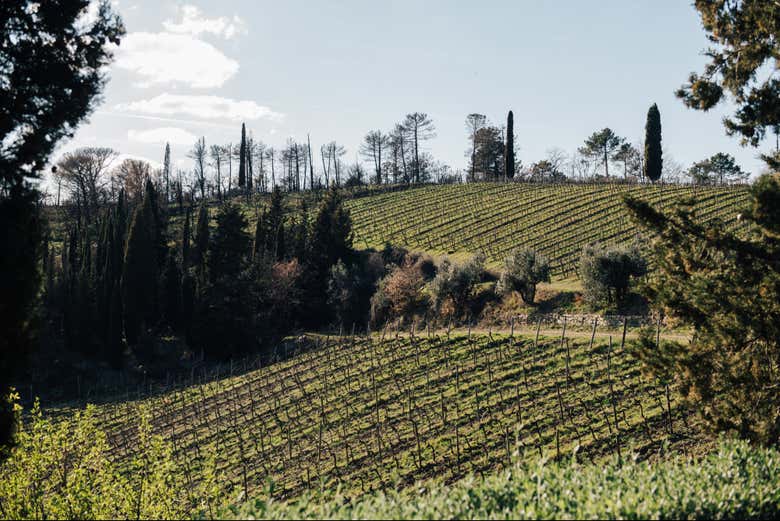 Tour del vino por el Chianti