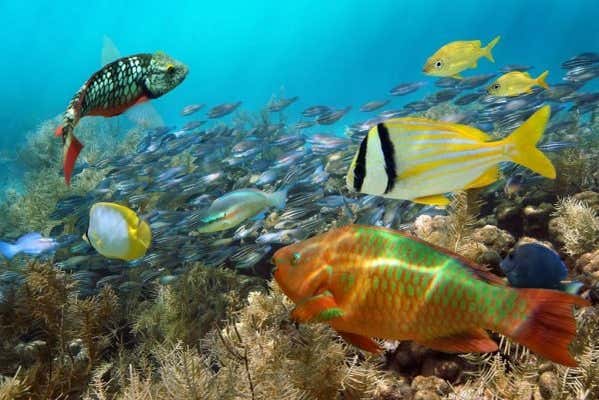 Tour por el sur de Aruba