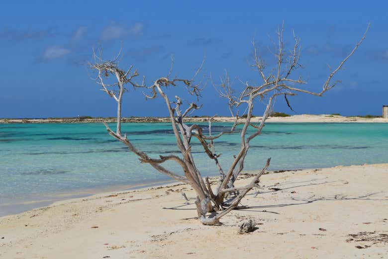 Tour por el sur de Aruba
