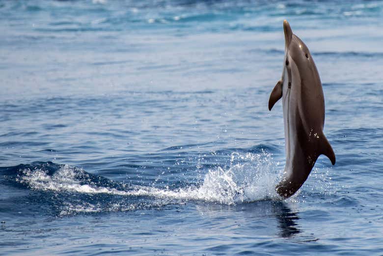 Nado con delfines en São Miguel