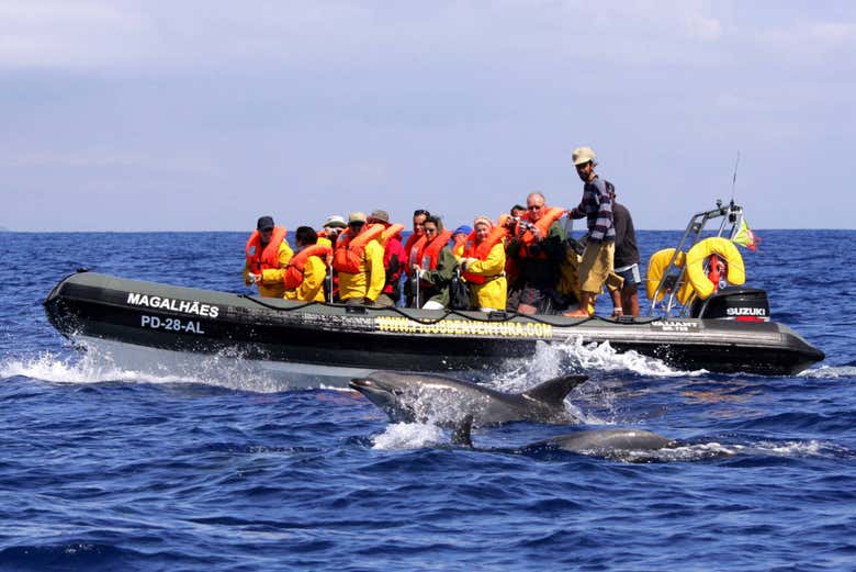 Nado con delfines en São Miguel
