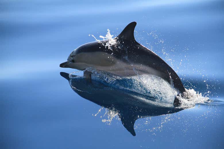 Nado con delfines en São Miguel
