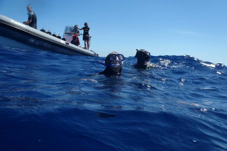 Nado con delfines en São Miguel