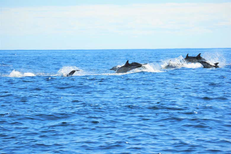 Nado con delfines en São Miguel