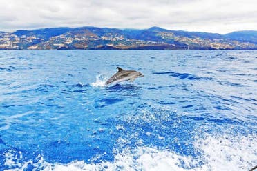 Avistamiento de delfines en la Isla de Madeira