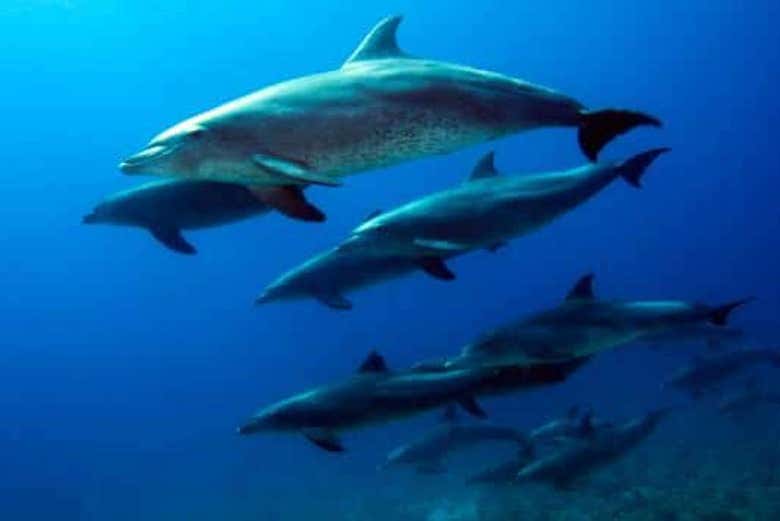 Avistamiento de delfines en la Isla de Madeira
