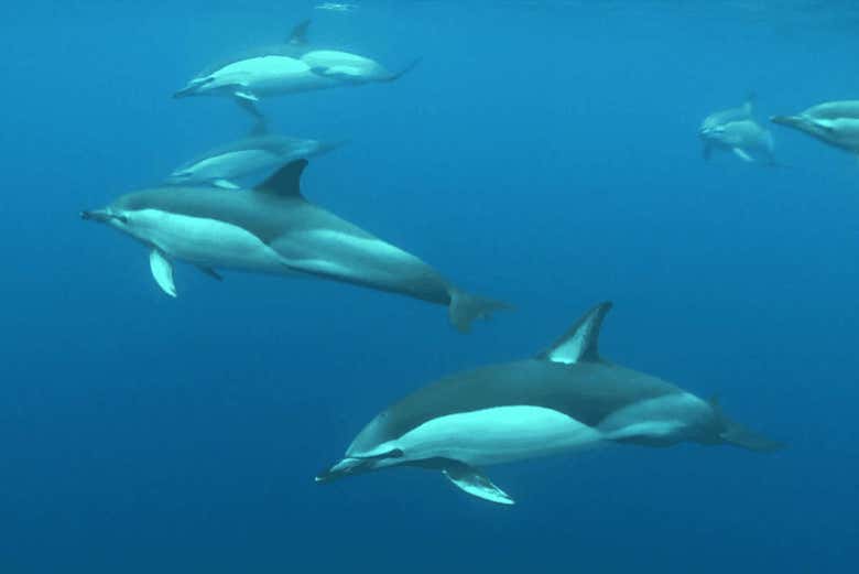 Avistamiento de delfines en la Isla de Madeira