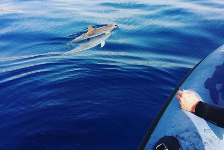 Avistamiento de delfines en la Isla de Madeira