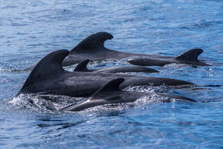 Avistamiento de delfines en la Isla de Madeira