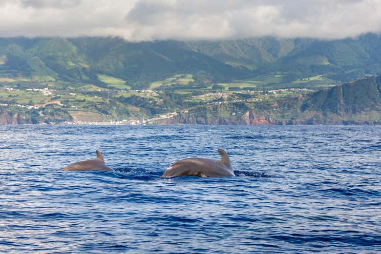 Paseo en barco con avistamiento de cetáceos
