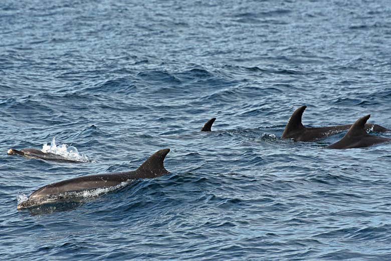 Paseo en barco con avistamiento de cetáceos