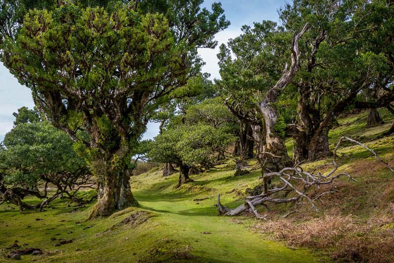 Excursión en 4x4 por el norte de Madeira + Piscinas de Porto Moniz