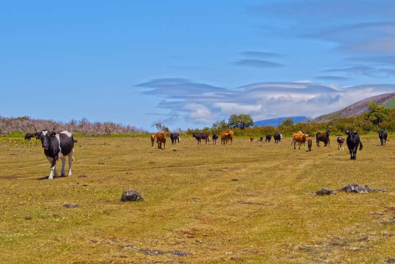 Excursión en 4x4 por el norte de Madeira + Piscinas de Porto Moniz