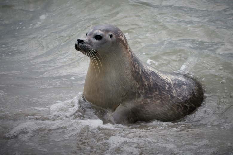 Crucero por el mar de Frisia con avistamiento de focas