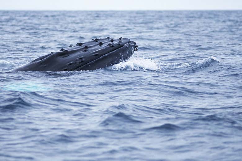 Avistamiento de delfines y ballenas en catamarán