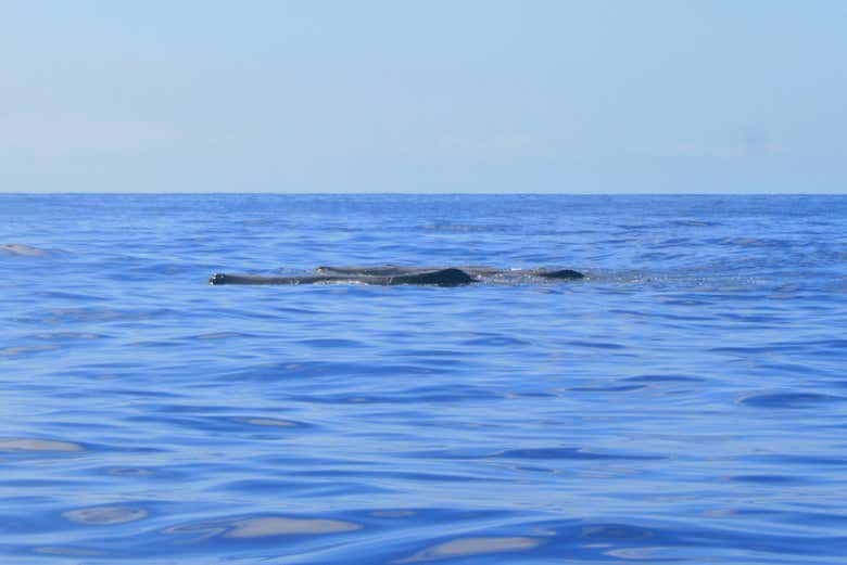 Avistamiento de delfines y ballenas en catamarán