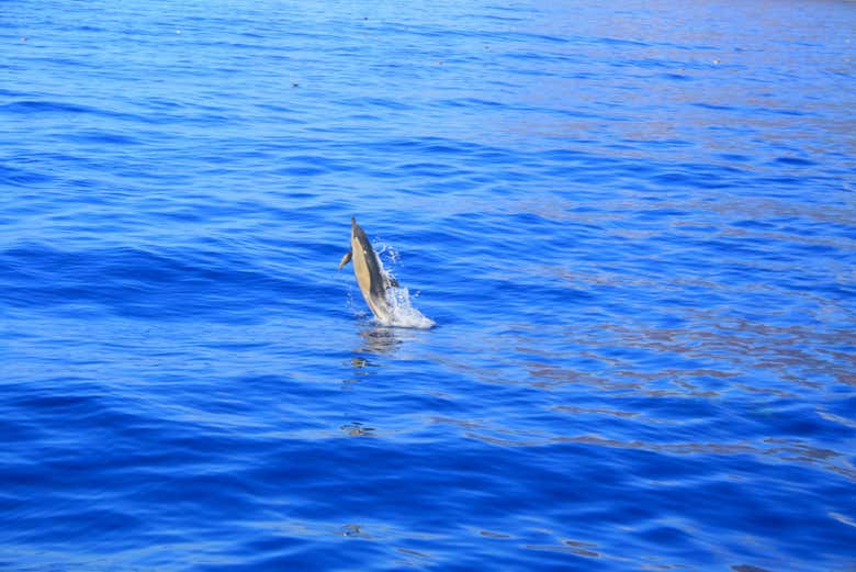 Avistamiento de delfines y ballenas en catamarán