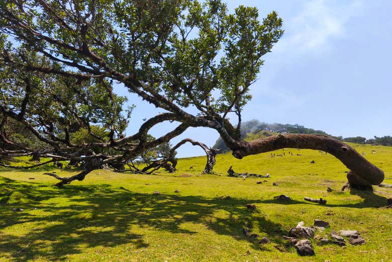 Excursión a las Terrazas Encantadas