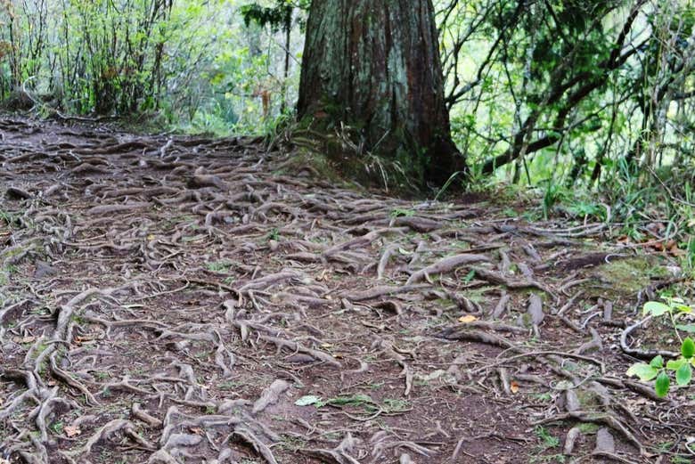 Senderismo por la levada Caldeirão Verde