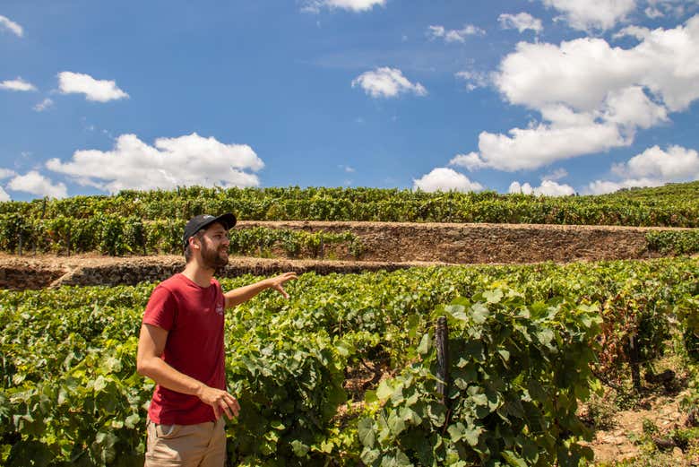 Tour de viñedos y bodegas por el Valle del Duero