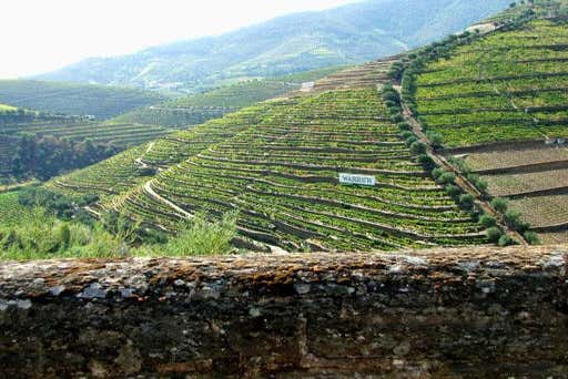 Tour de viñedos y bodegas por el Valle del Duero